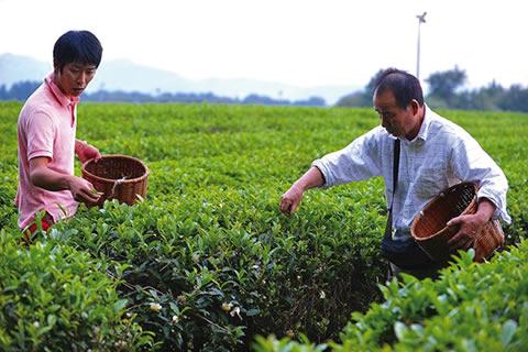 無農薬の意思を引き継ぐ智と2代目健一